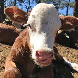 Meet your Posher, Crystalâs